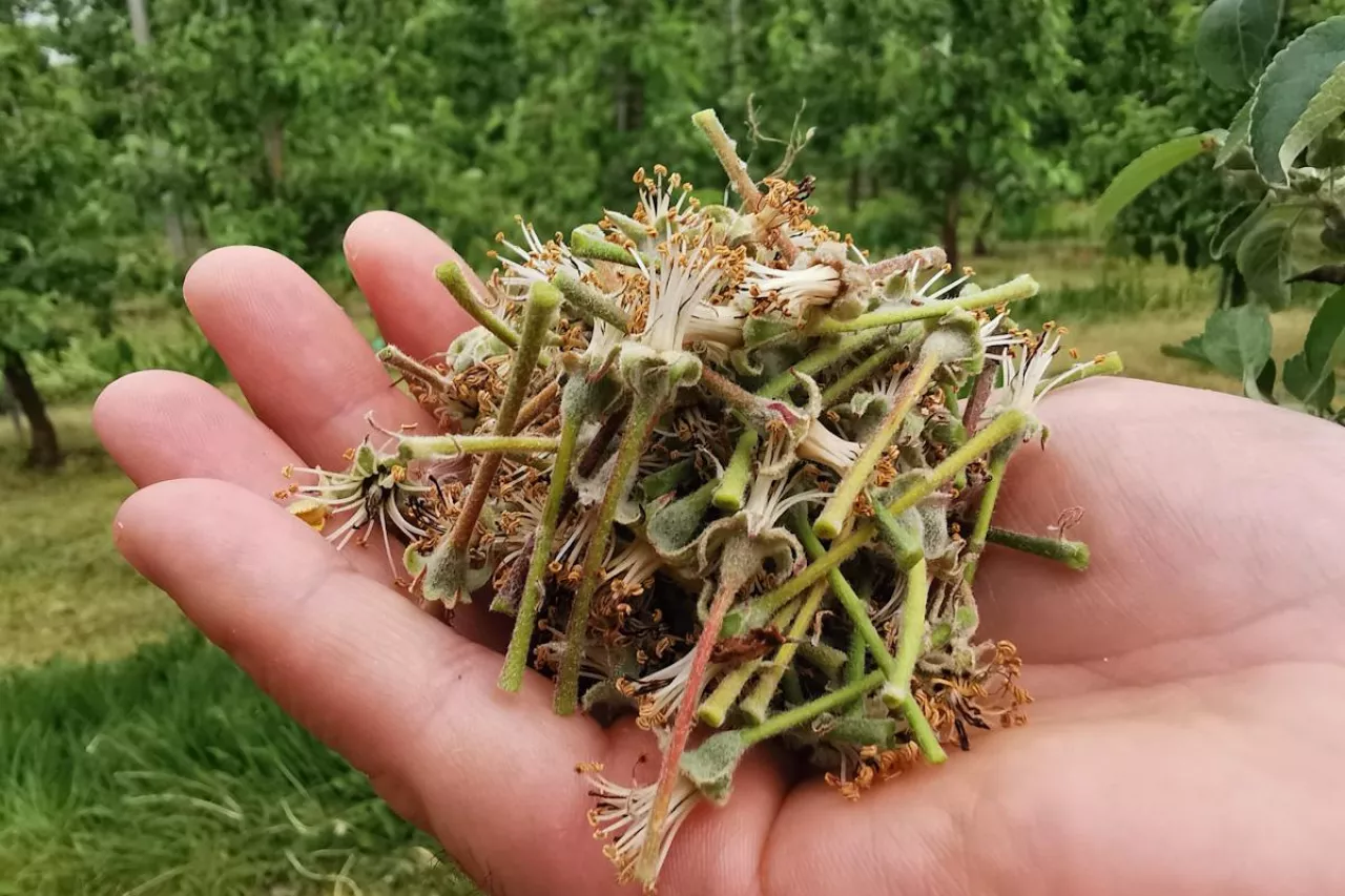 intensywny opad zawiązków