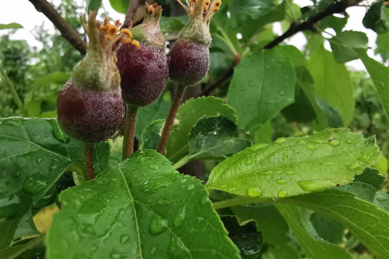 silne infekcje parcha jabłoni
