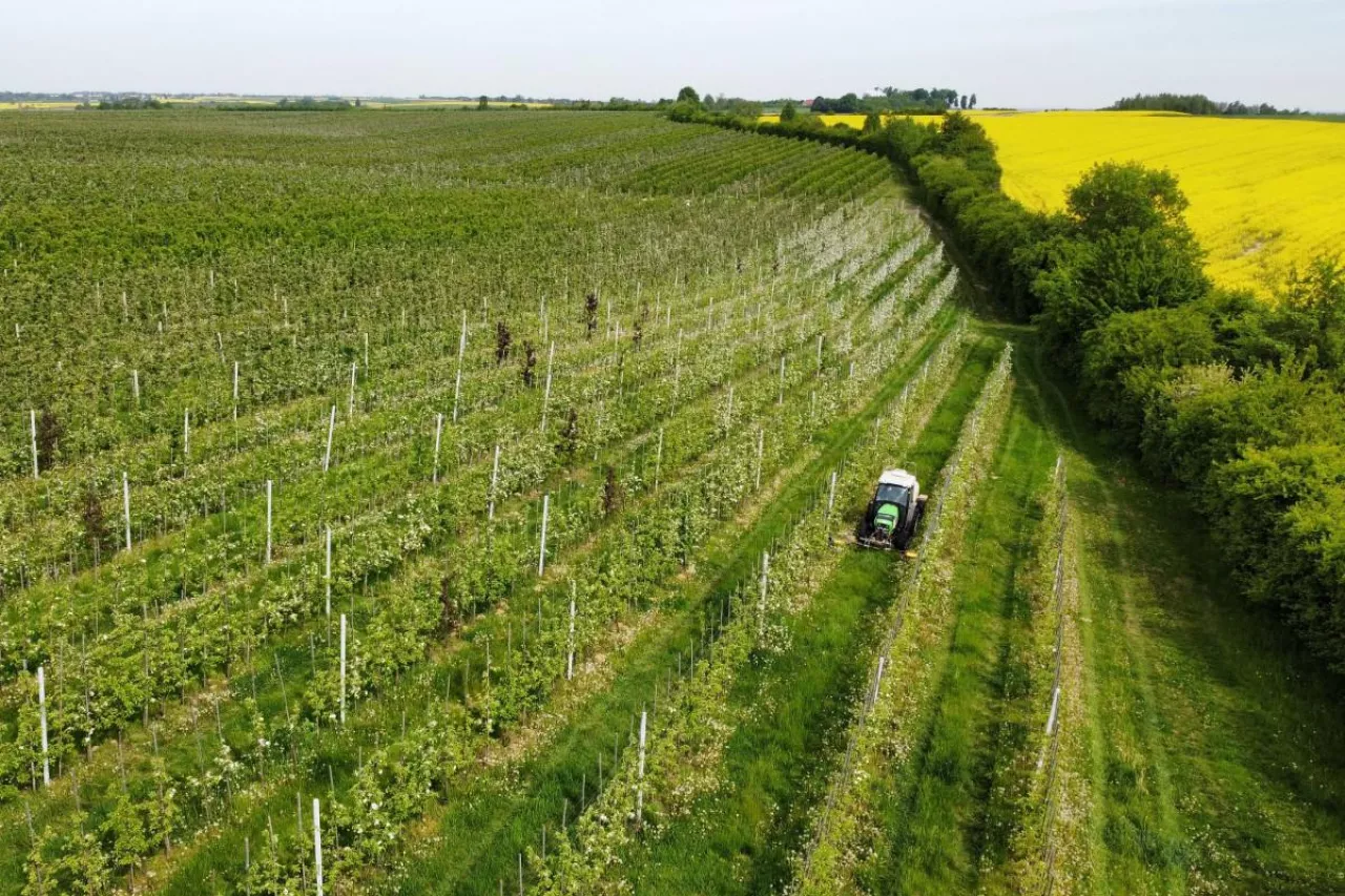 powierzchnia uprawy w Polsce