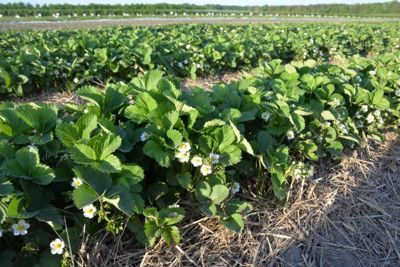 Fot. 3. ‘Roxana’, plantacja okrywana, kwitnienie pełne: otwarte kwiaty wtórne (B) i trzeciorzędowe (C), pierwsze płatki opadają, BBCH 65,(21.05.2022 r.)
