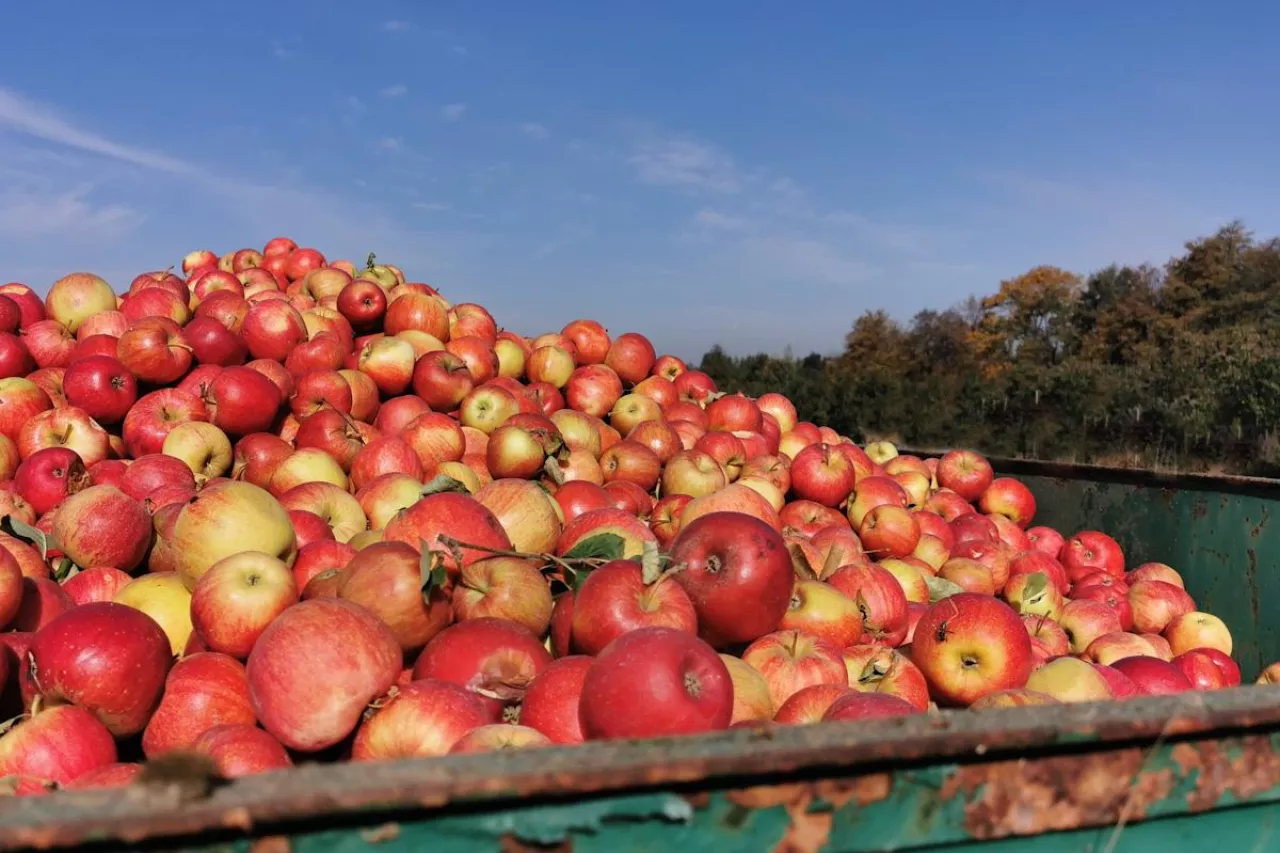 jabłka przemysłowe
