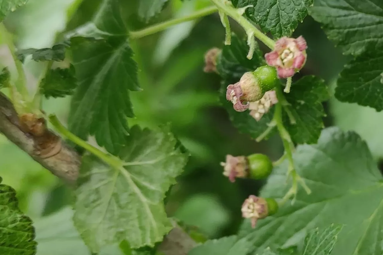 straty po przymrozkach