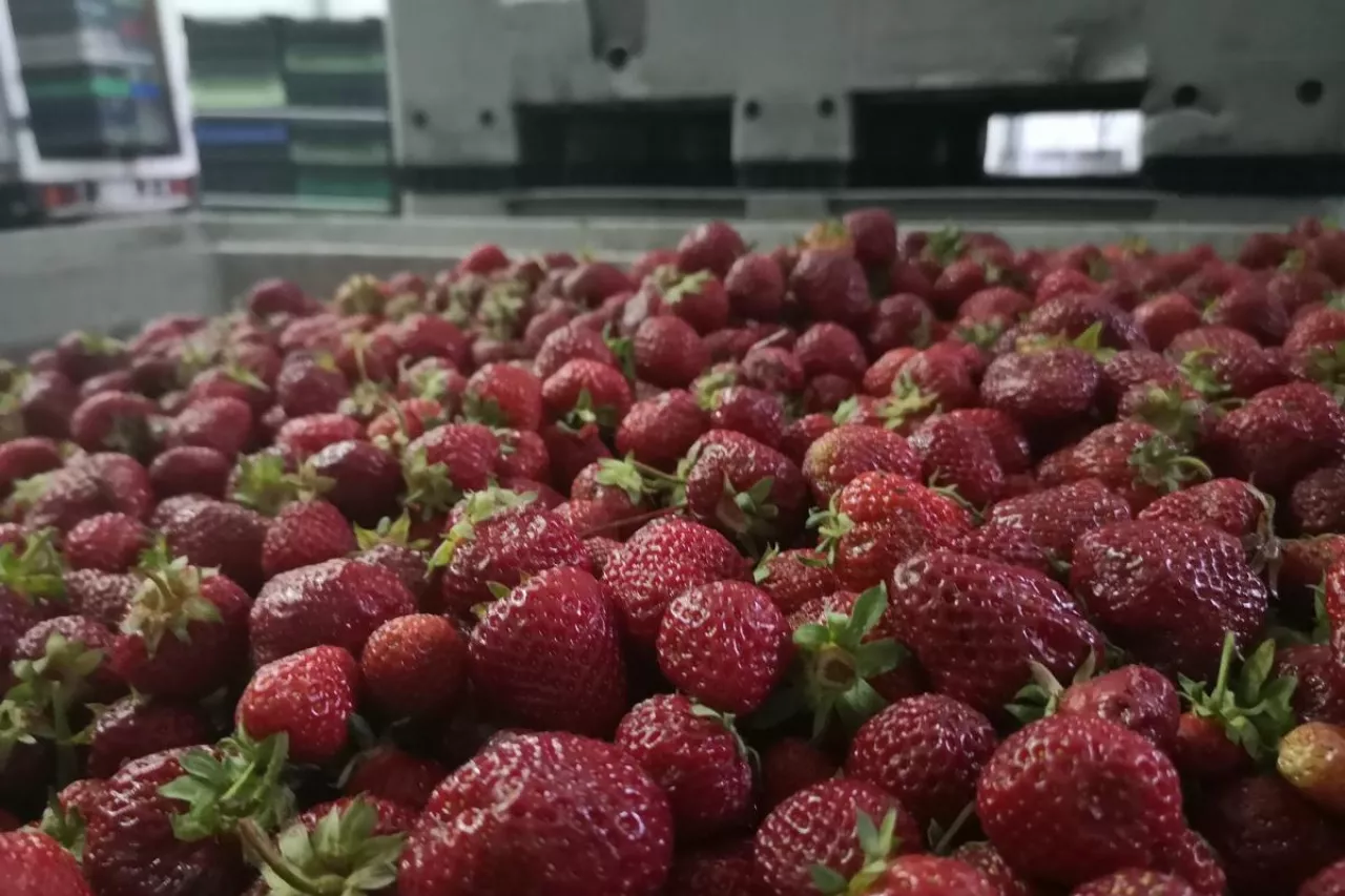 ceny minimalnej nie będzie