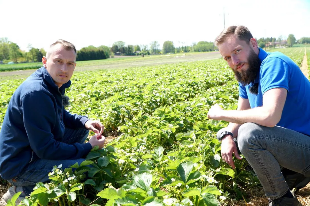 przymrozki 18 maja 2022