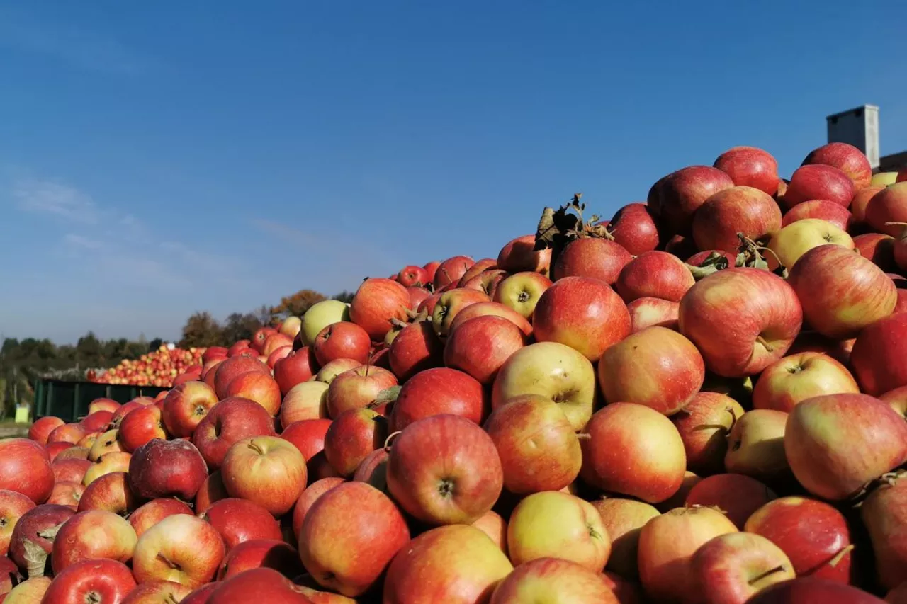 jabłka przemysłowe