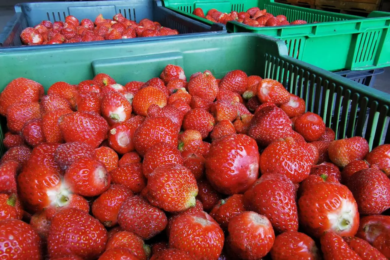 skup truskawek