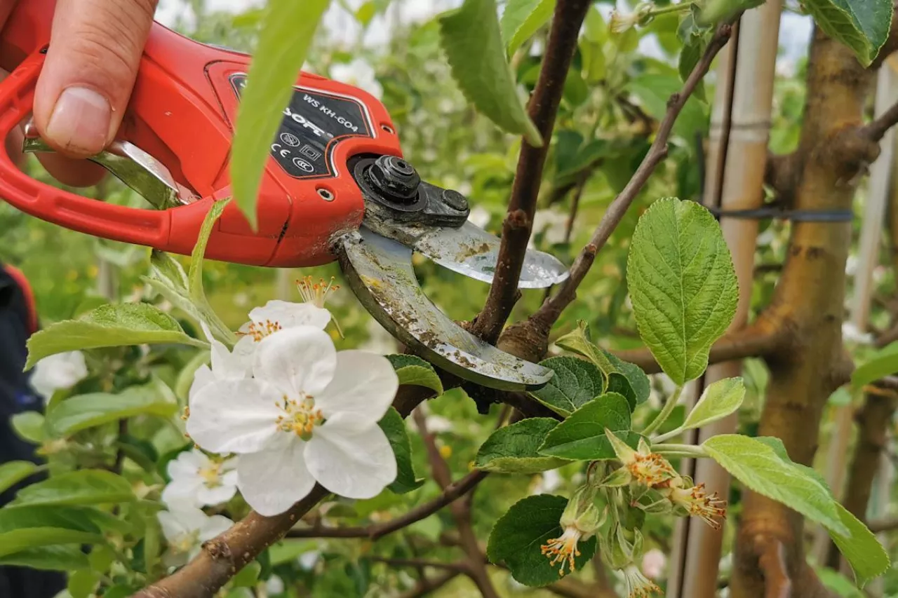 cięcie jabłoni po kwitnieniu