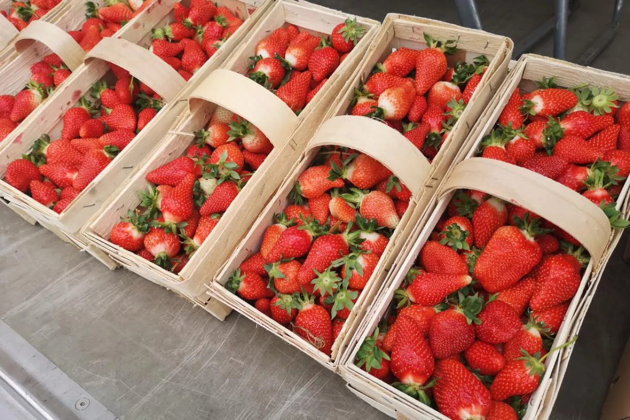 ceny truskawek nowe przybojewo