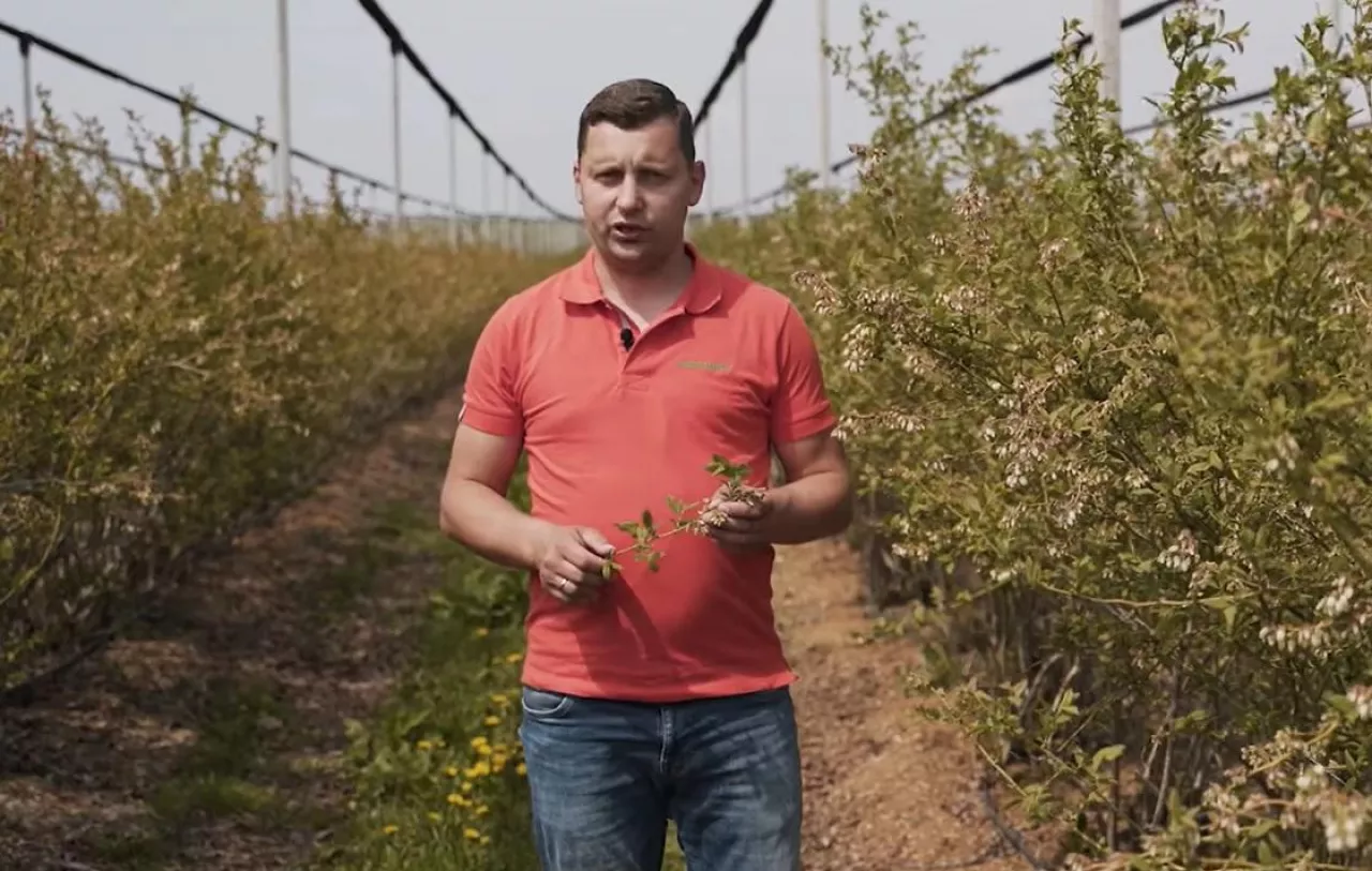 Tomasz Domański - Agrosimex