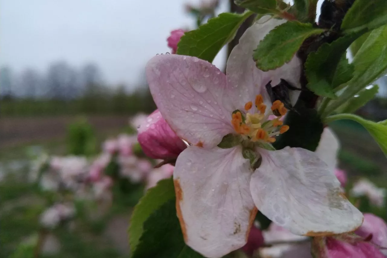parch jabłoni ryzyko infekcji i aktualna sytuacja