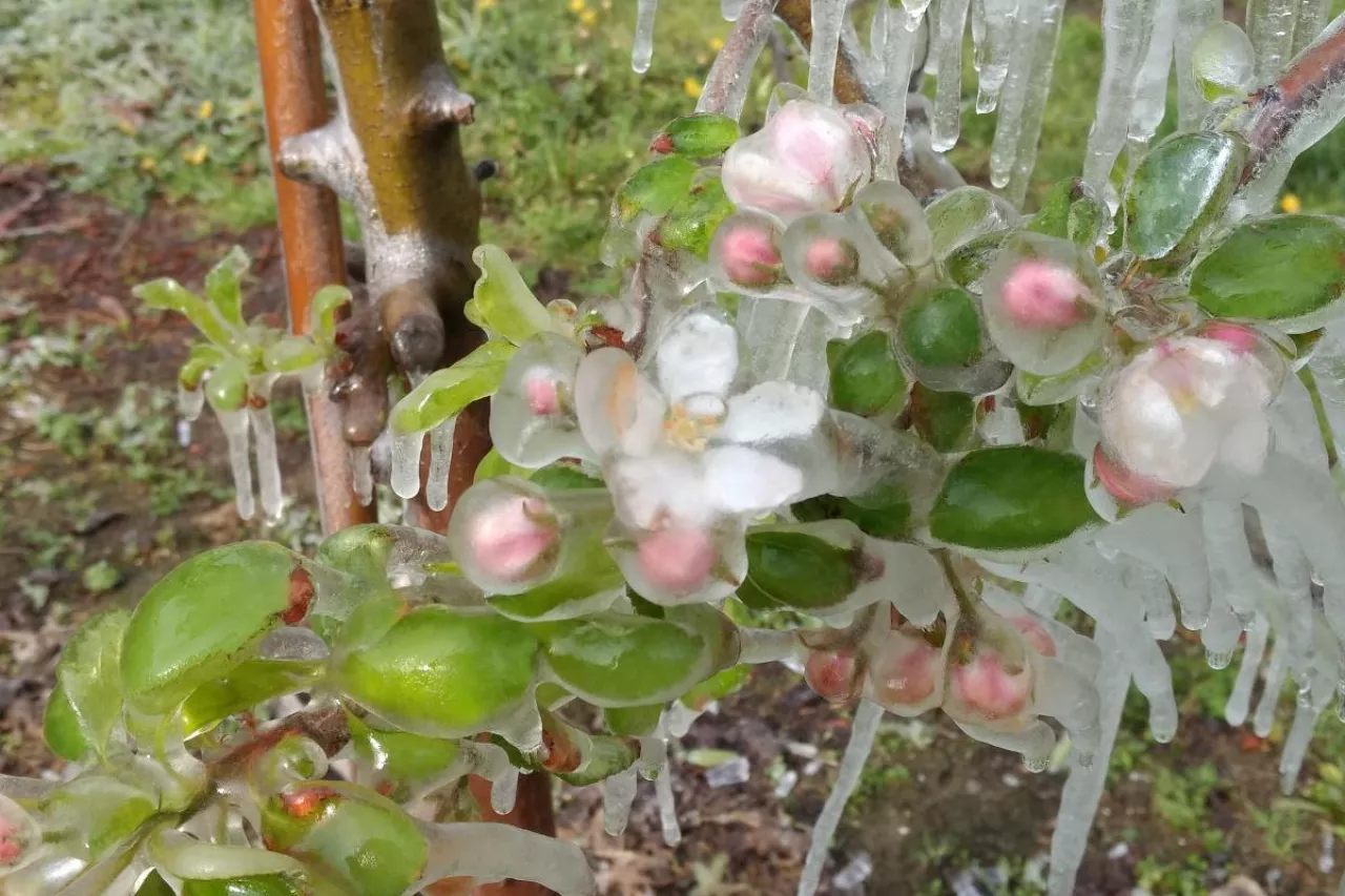 przymrozki wiosna 2022