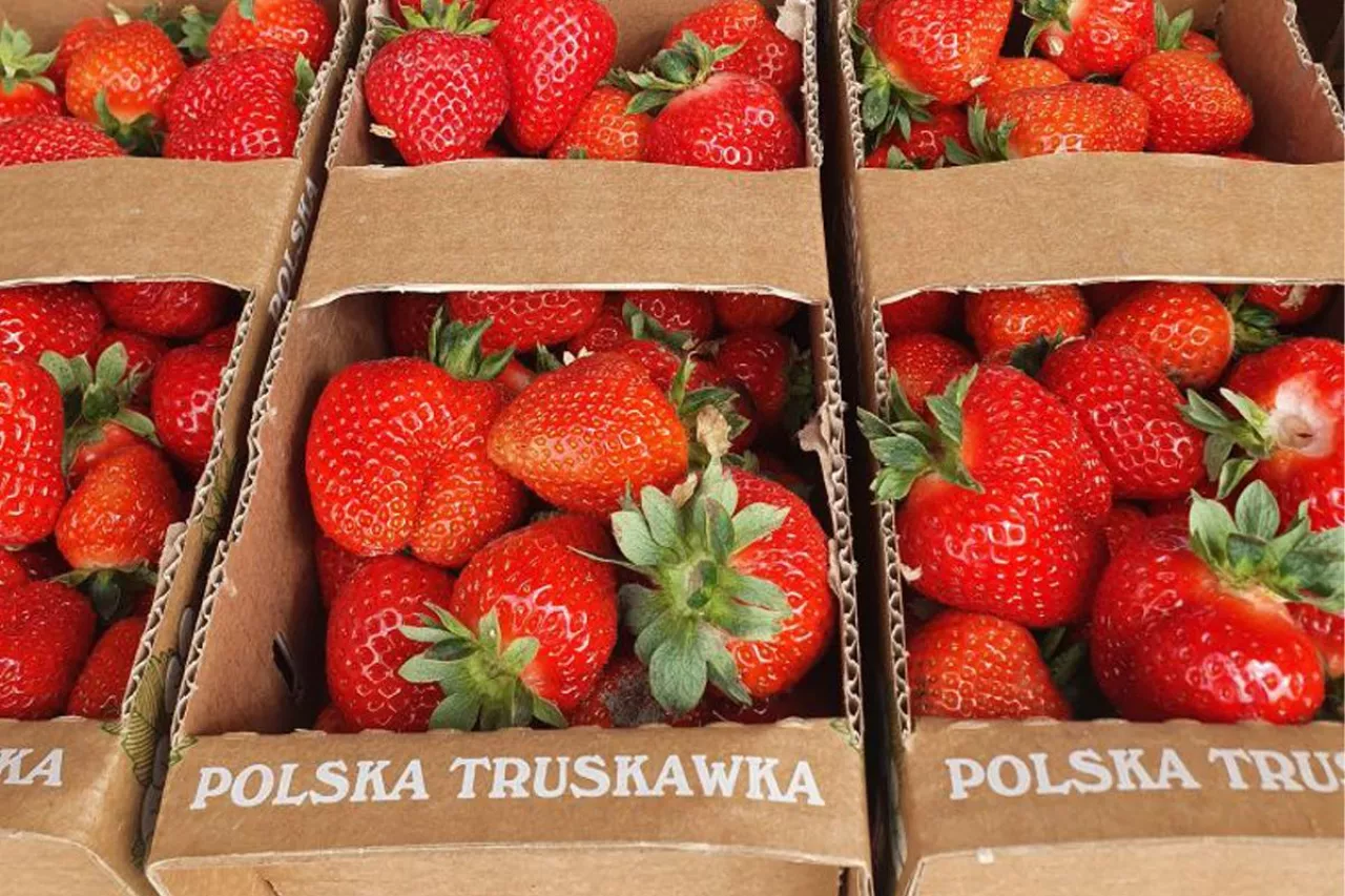 truskawki z tunelu
