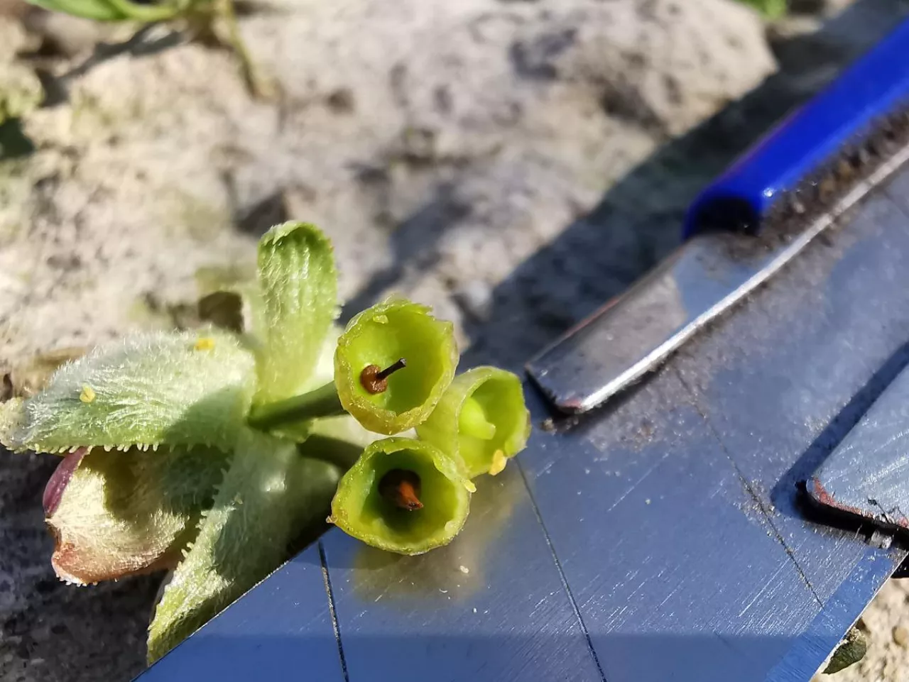 przymrozki czereśnie
