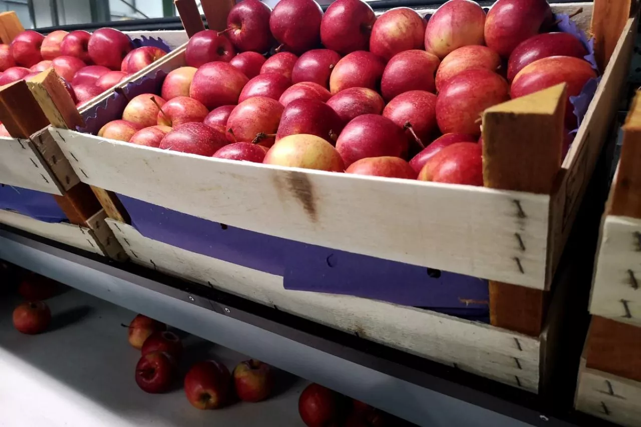 sprzedaz jablek