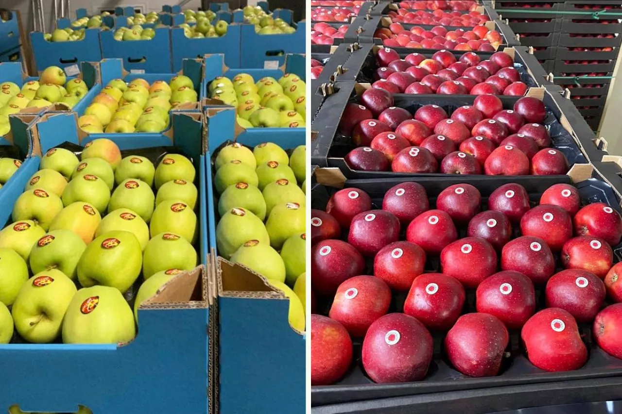 jabłka export