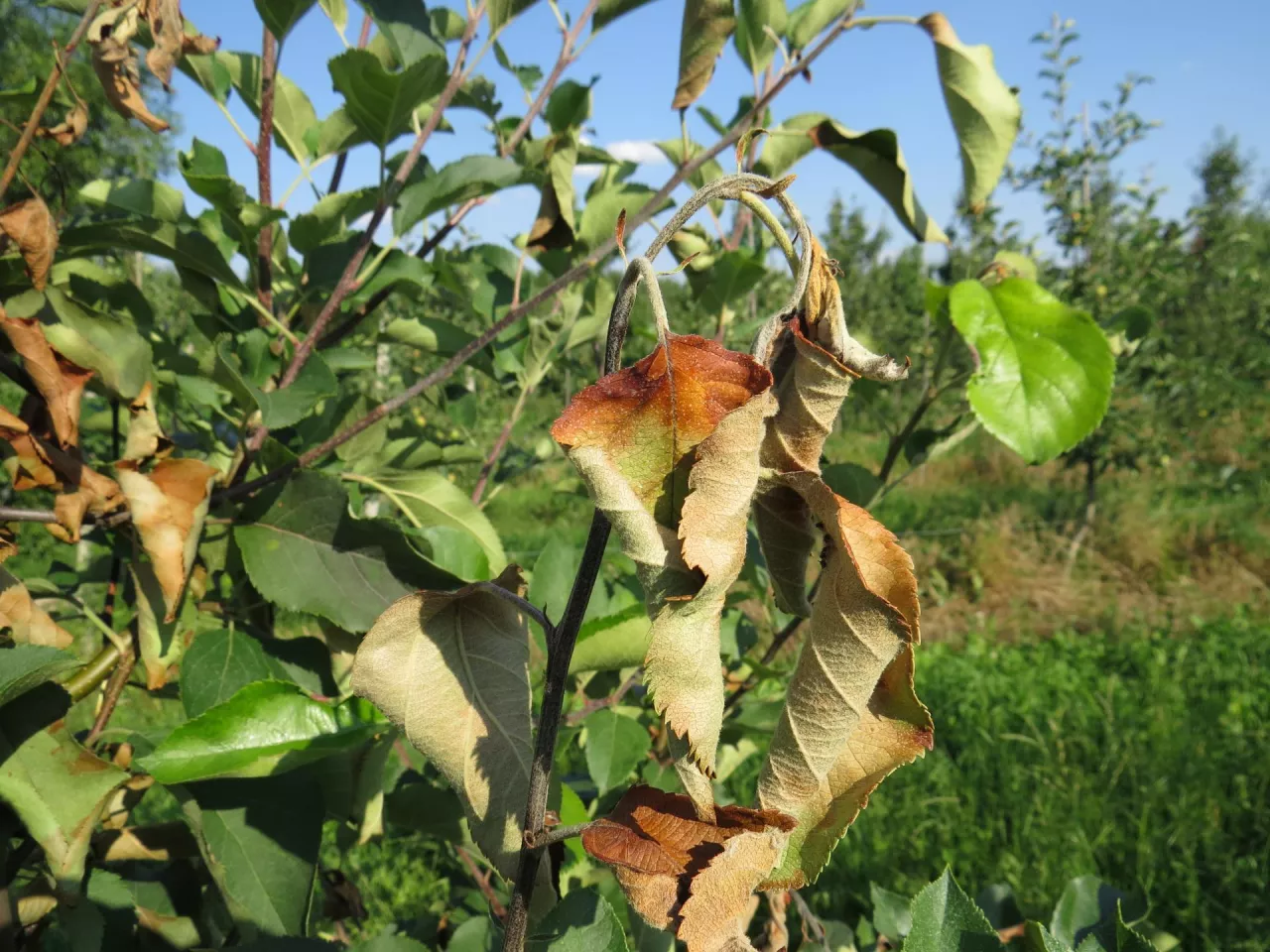 Charaktrerystyczne zamieranie pędów jabłoni w tzw. pastorał przy zarazie ogniowej