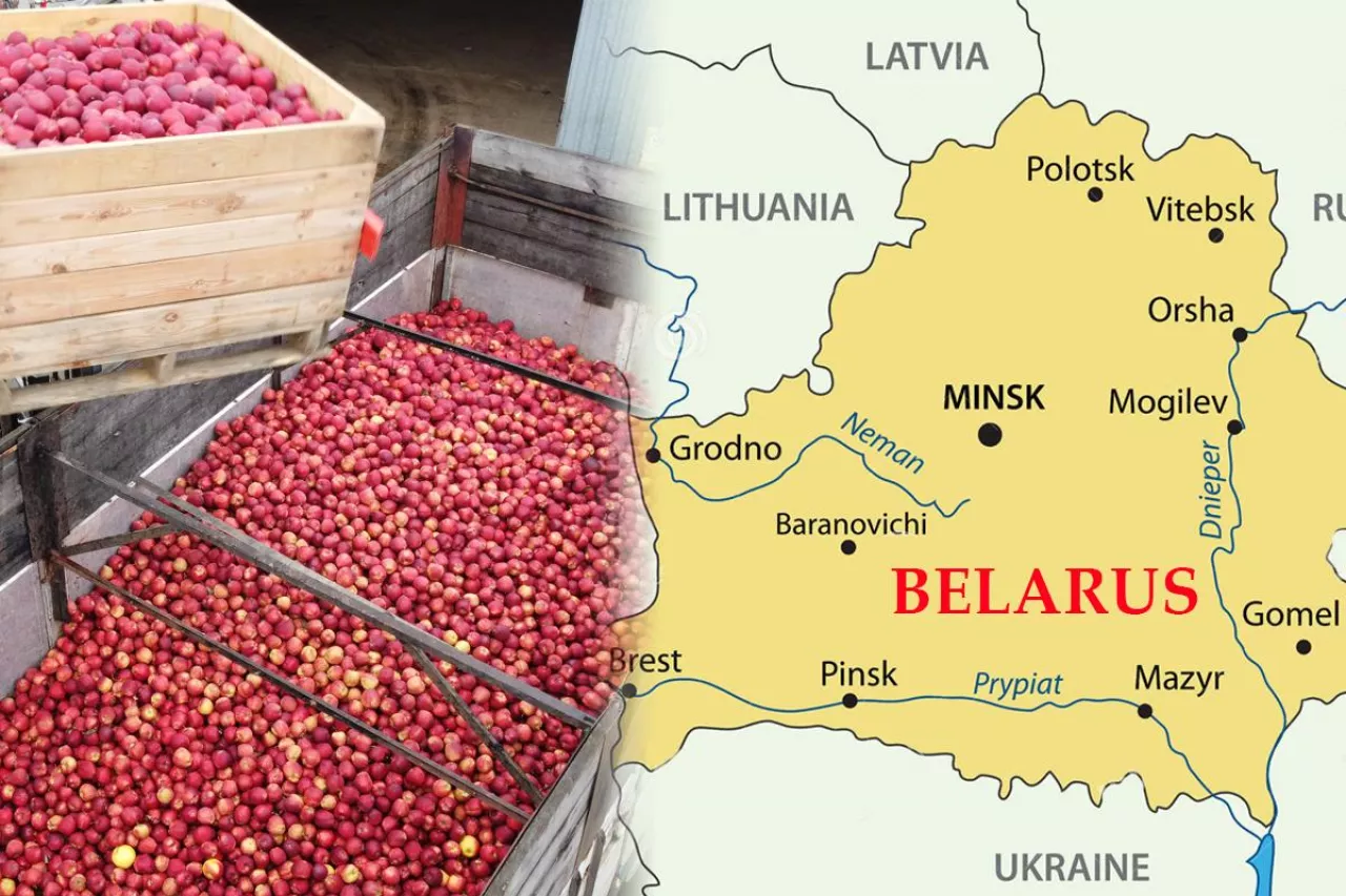 Białorus jabłka