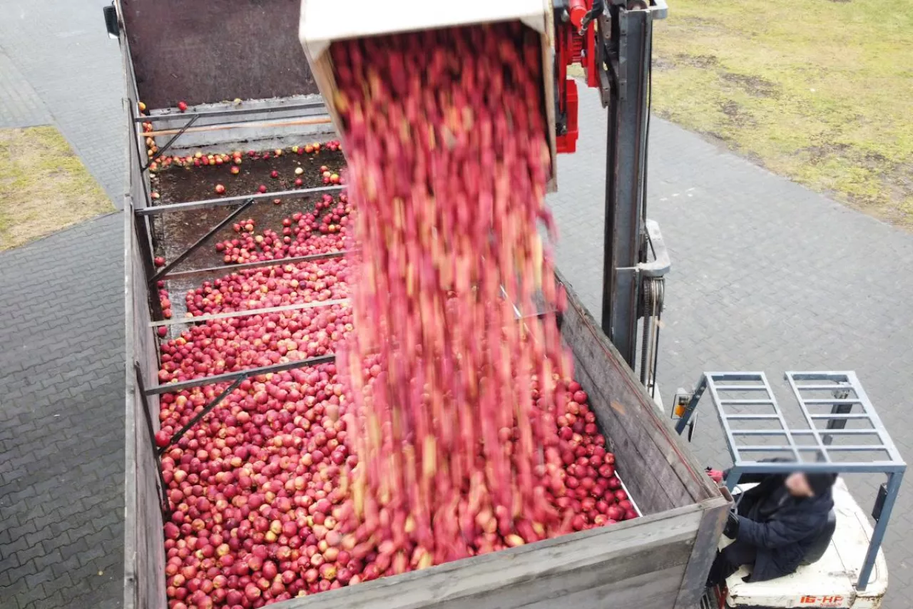 jabłka przemysłowe