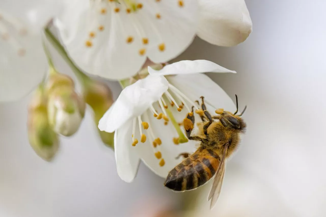 a honey bee collects the nectar of white cherry blossoms in spring