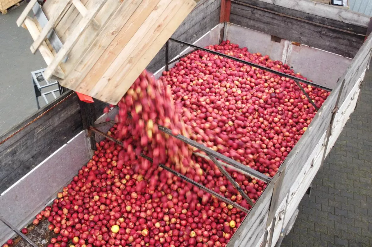 jabłka wycofane do przetworstwa