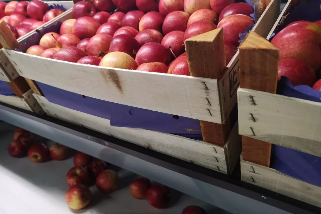 ceny jabłek deserowych