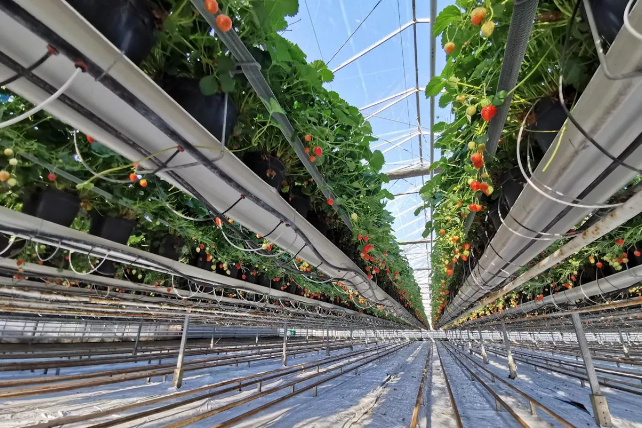 pierwsze truskawki ceny