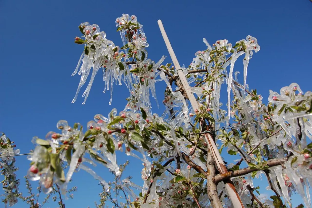przymrozki, mozliwość wystapienia