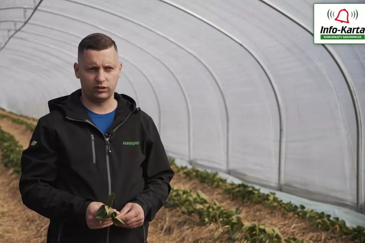 truskawki, tomasz domański