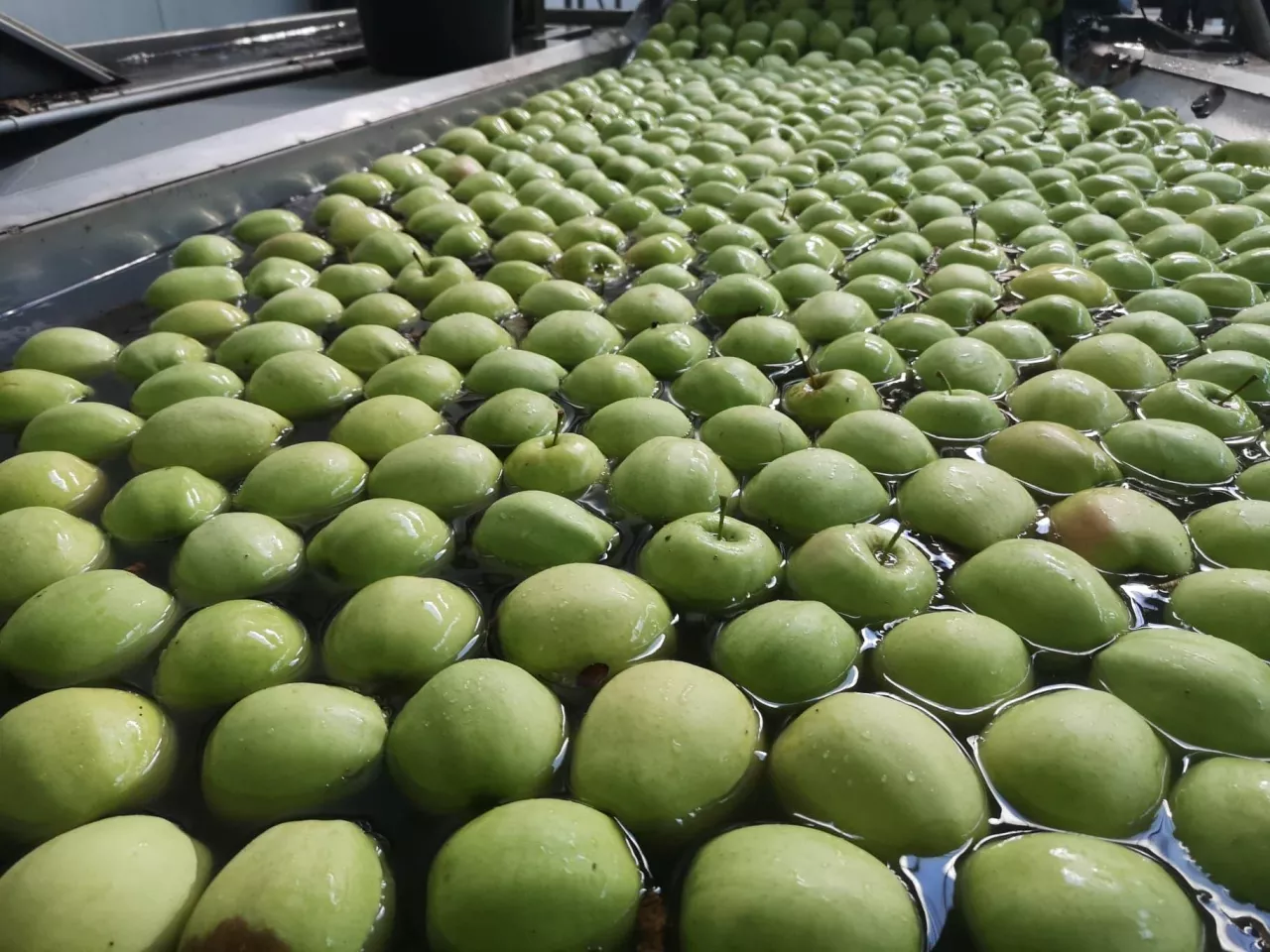 ceny jabłek w grupach producenckich