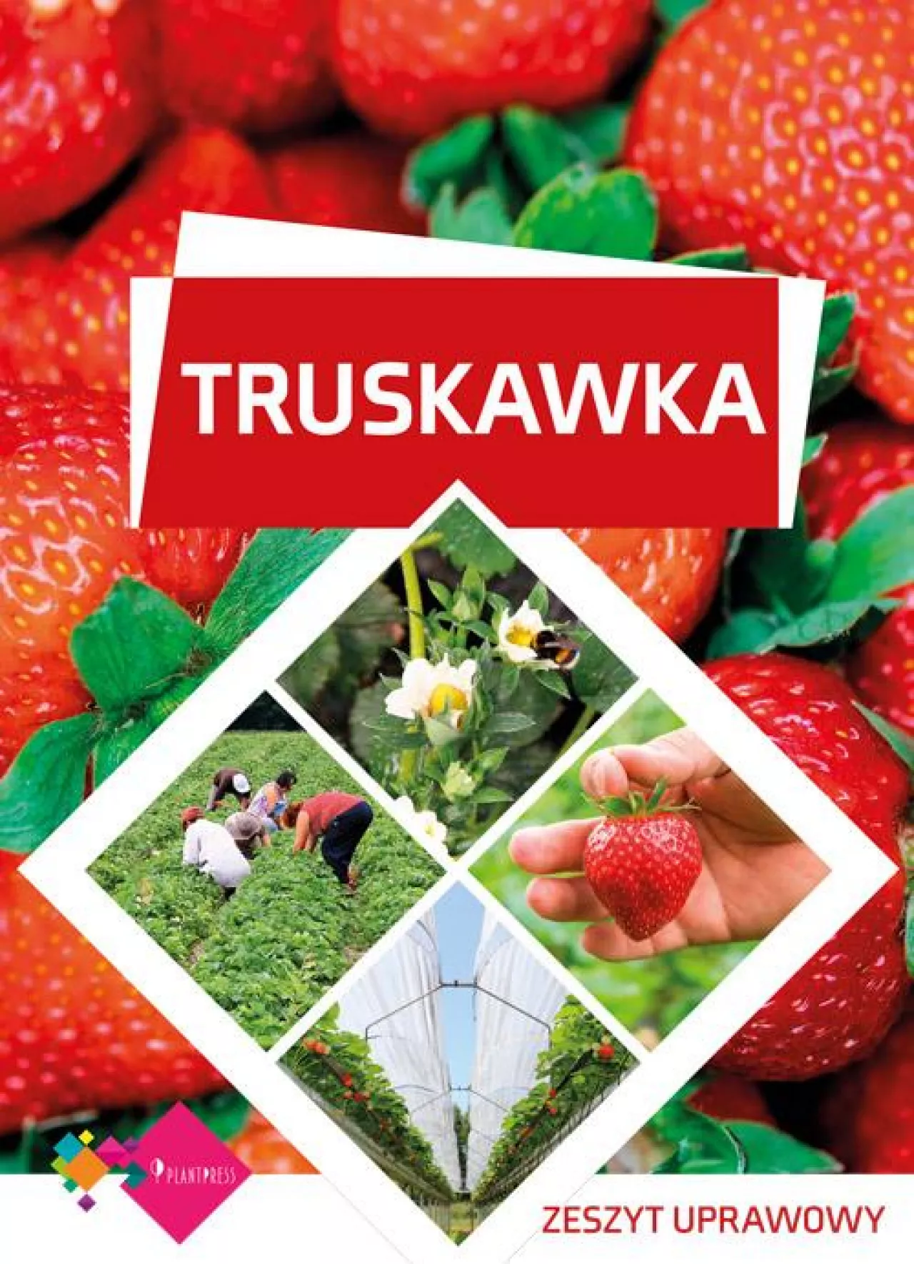 truskawka