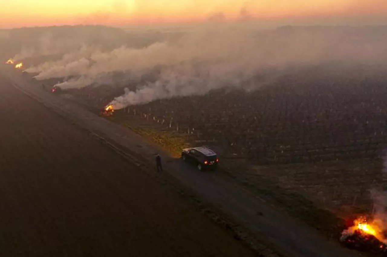 przymrozki we Francji