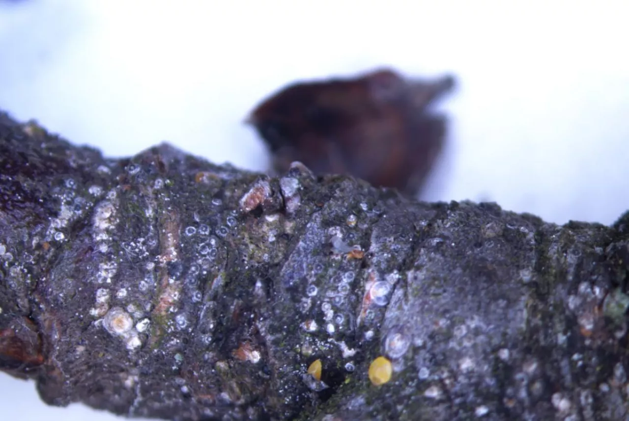 tarcznik niszczyciel