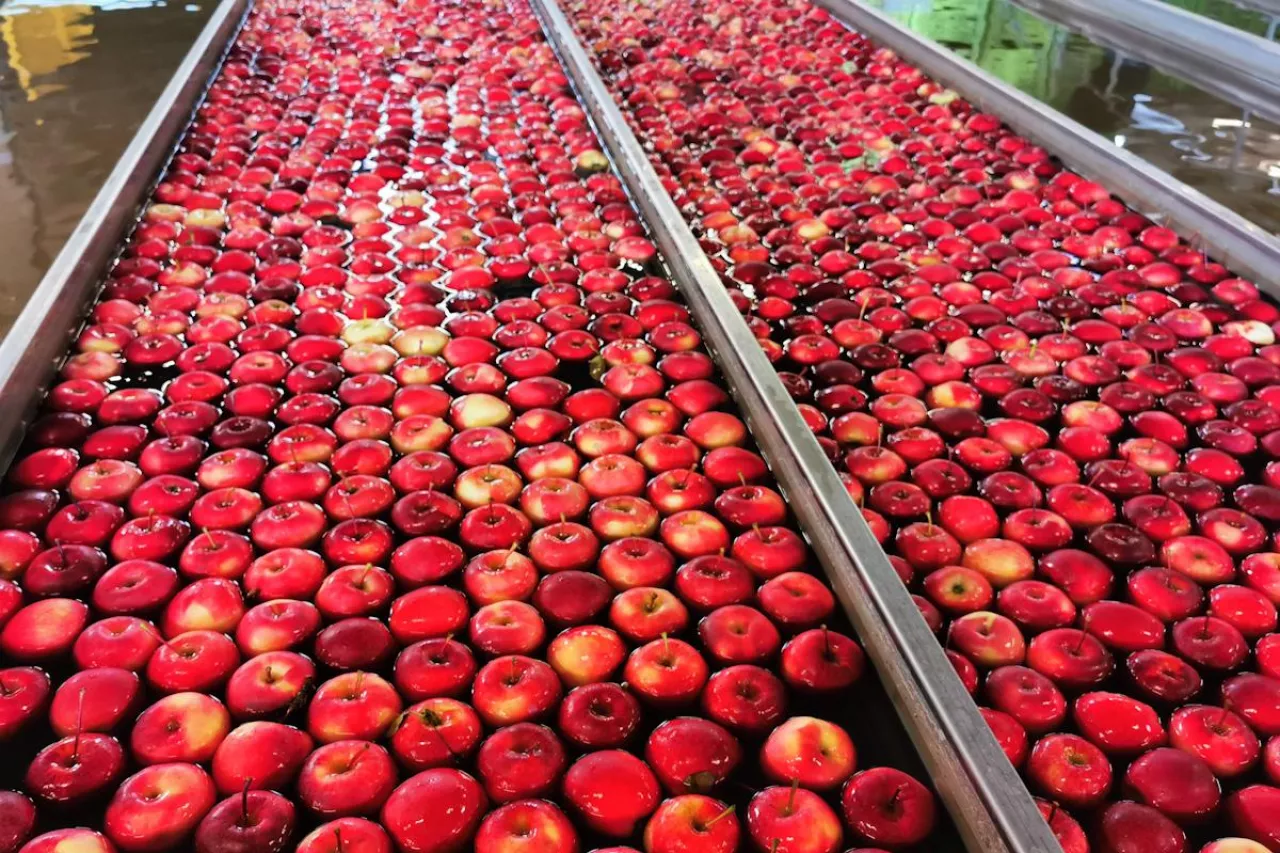 jabłka sortowania