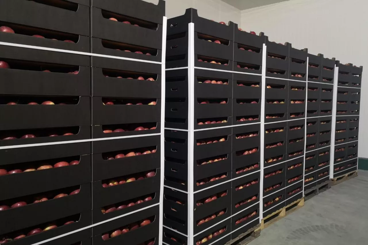 białoruskie jabłka