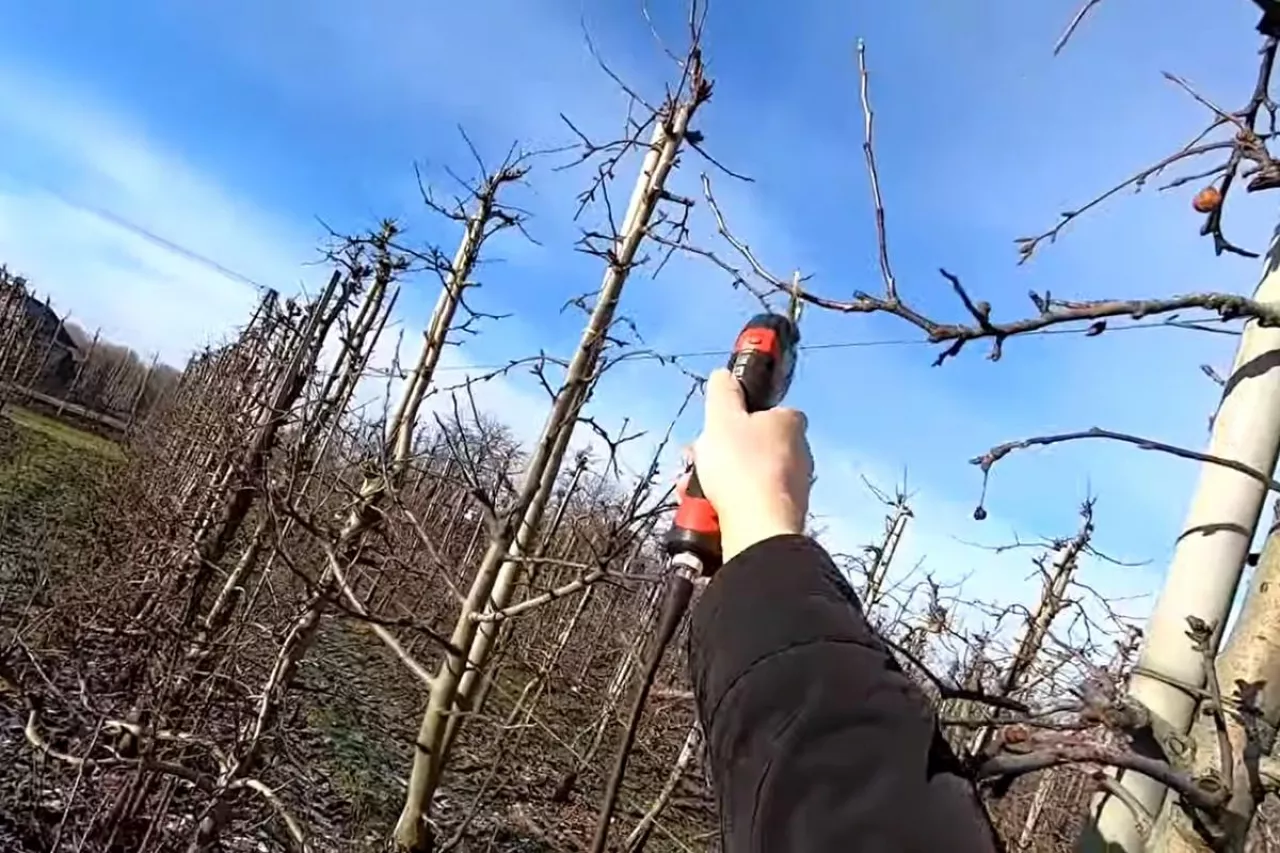 cięcie odmiany golden delicious