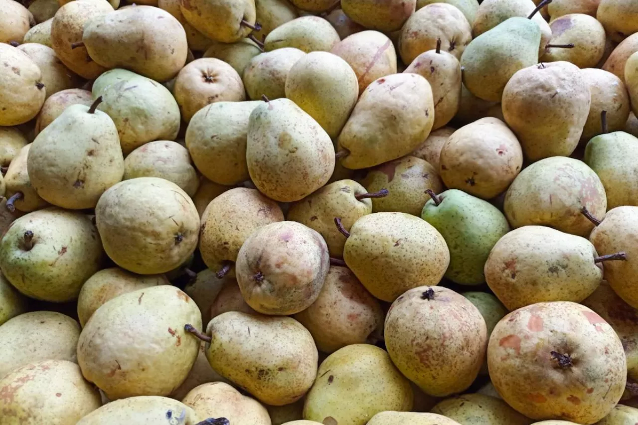 gruszka przemysłowa