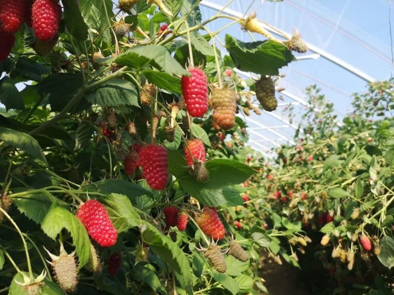 Odmiana Wengii hodowli ABB