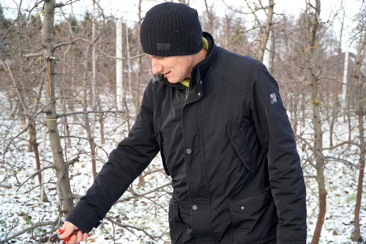 ciecie odmiany red jonaprince