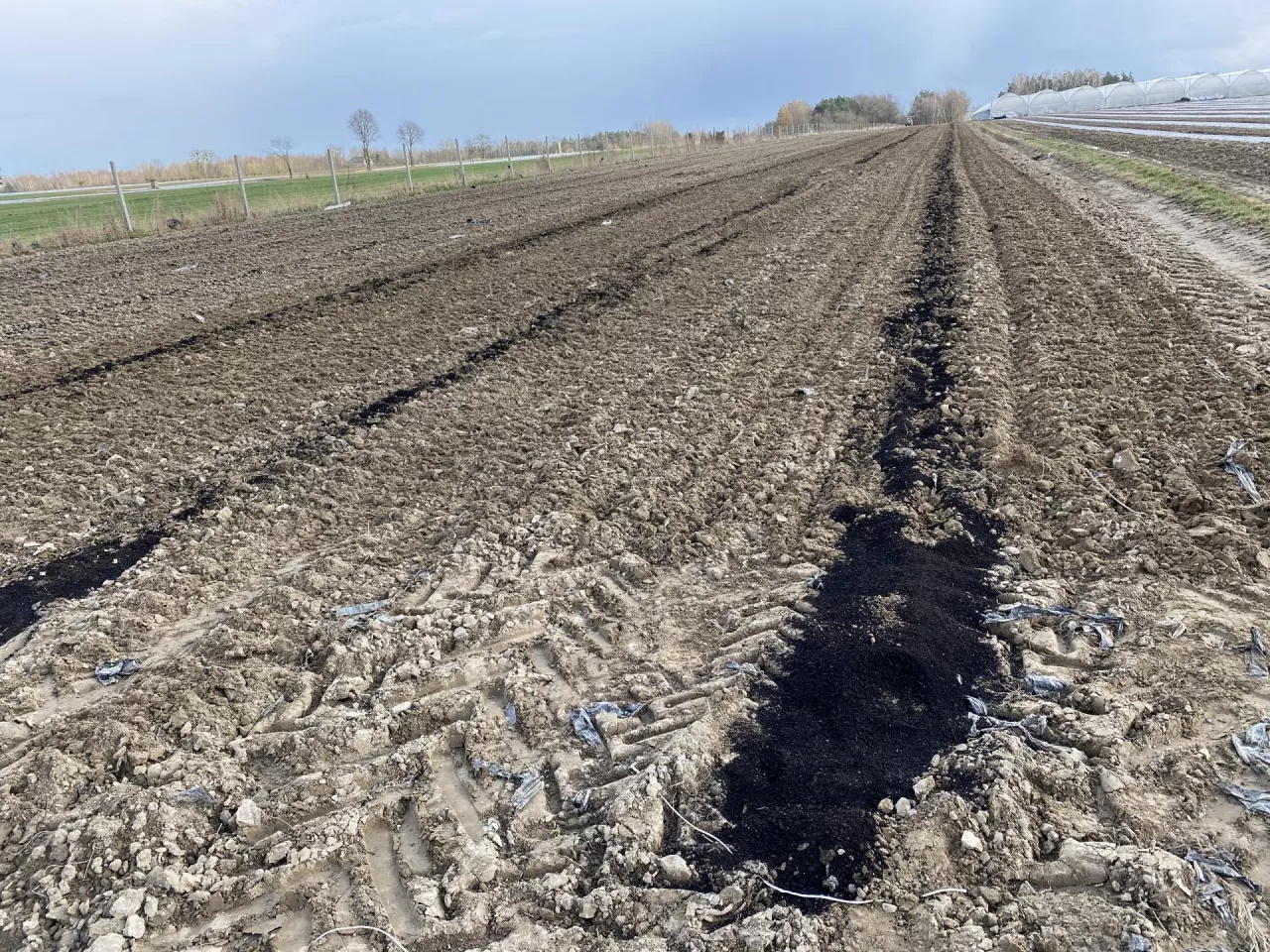 Fot. Czy uprawa gryki posiadającej najważniejsze właściwości fitosanitarne zostanie zamieniona na gatunki bobowate