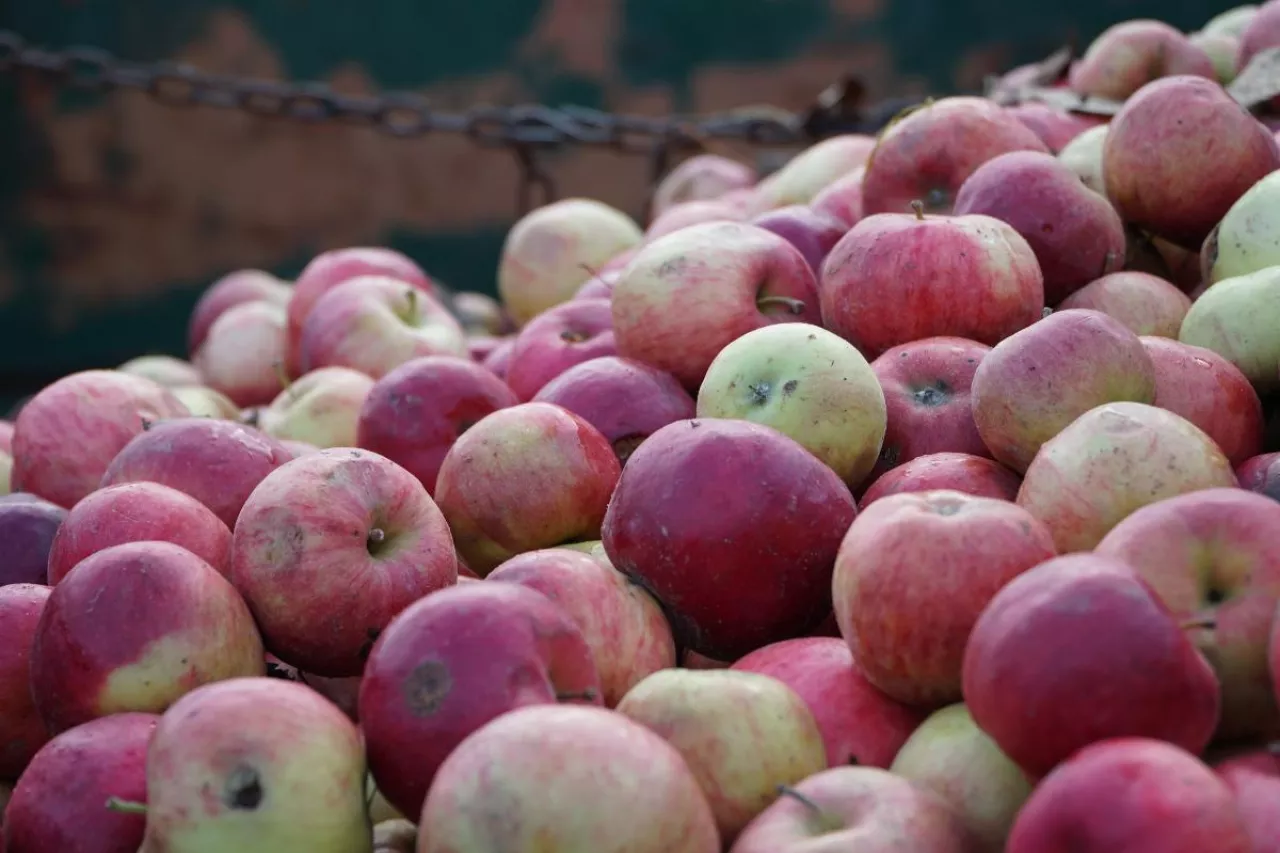 dlugi zakladu tb fruit