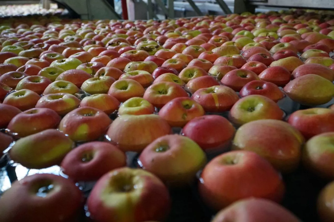 sortowanie jabłek w grupie producenckiej