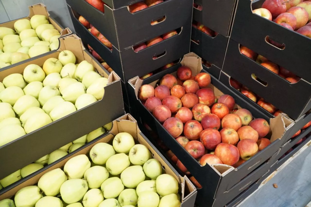 ceny jabłek w marketach