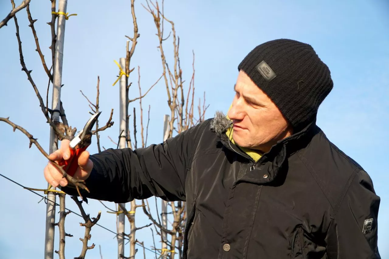 cięcie gruszy Konferencji