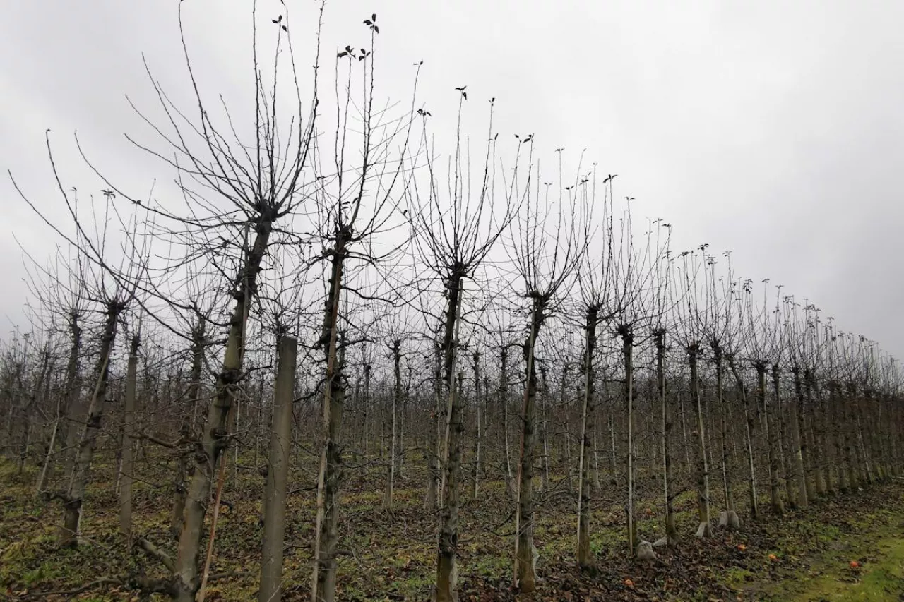 dominacja wierzchołkowa