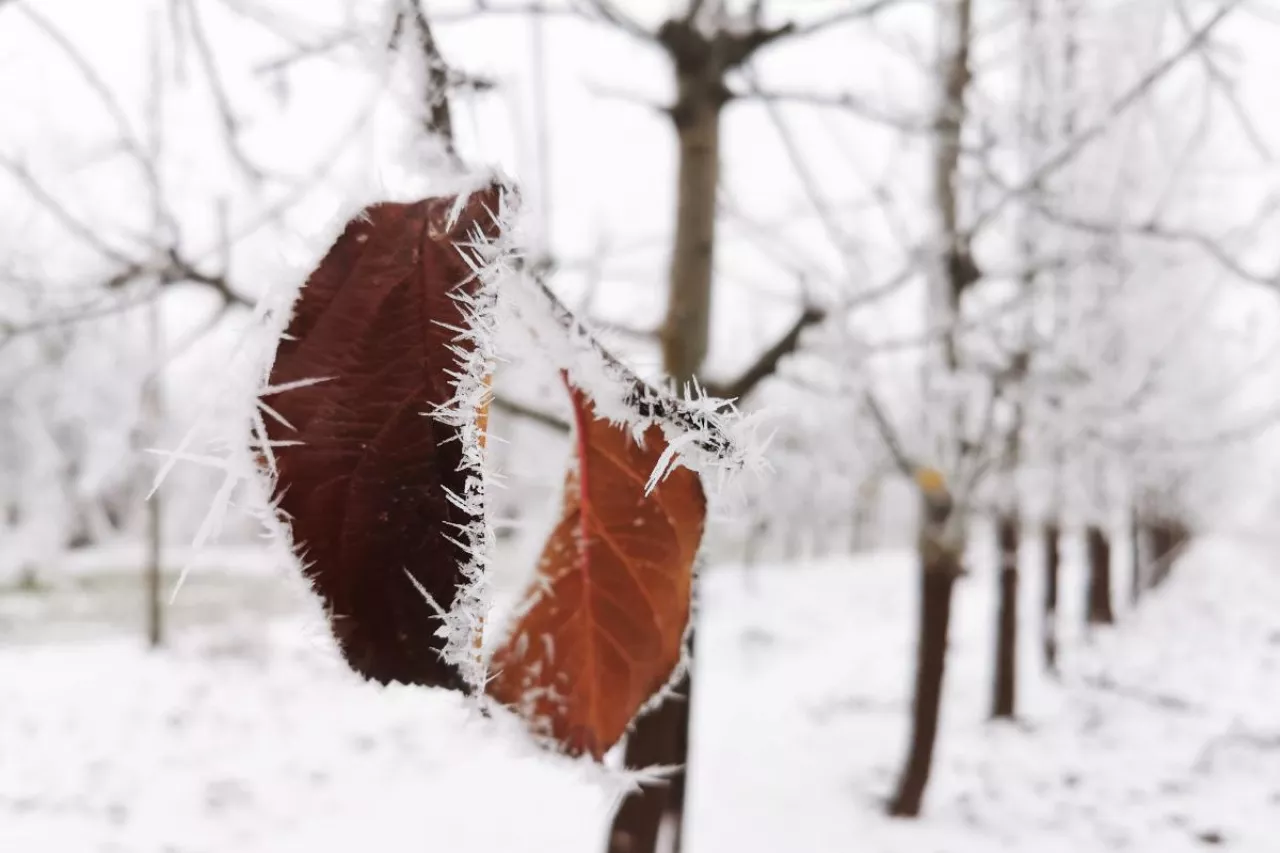 quiz wiedzy sadowniczej