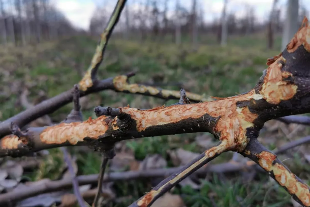 jak chronić sad przed zającami