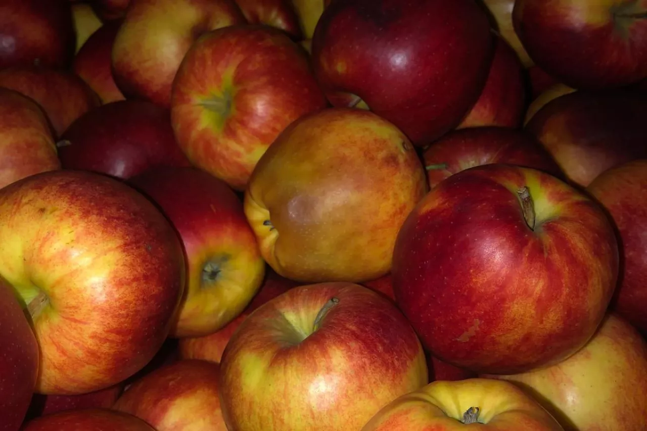 jakość jabłek w komorach
