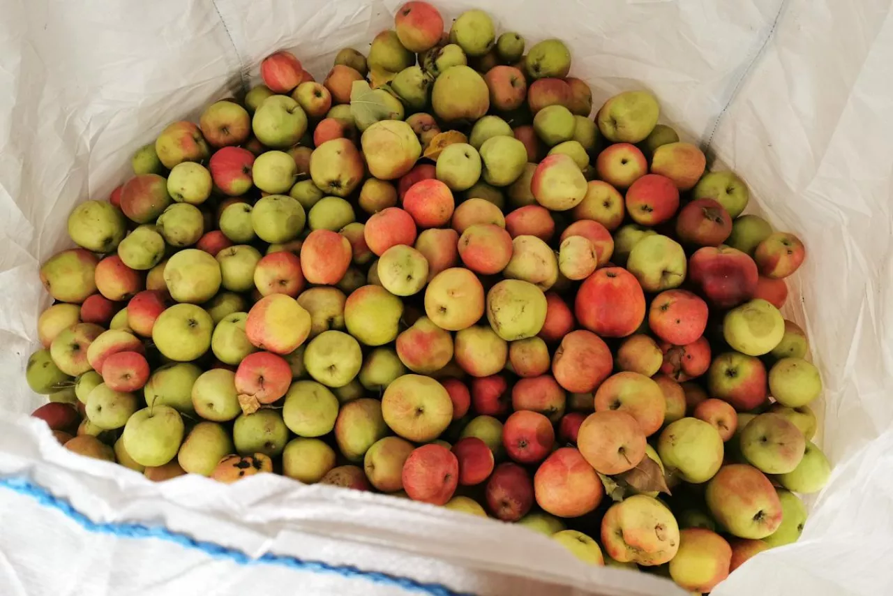 jabłka przemysłowe