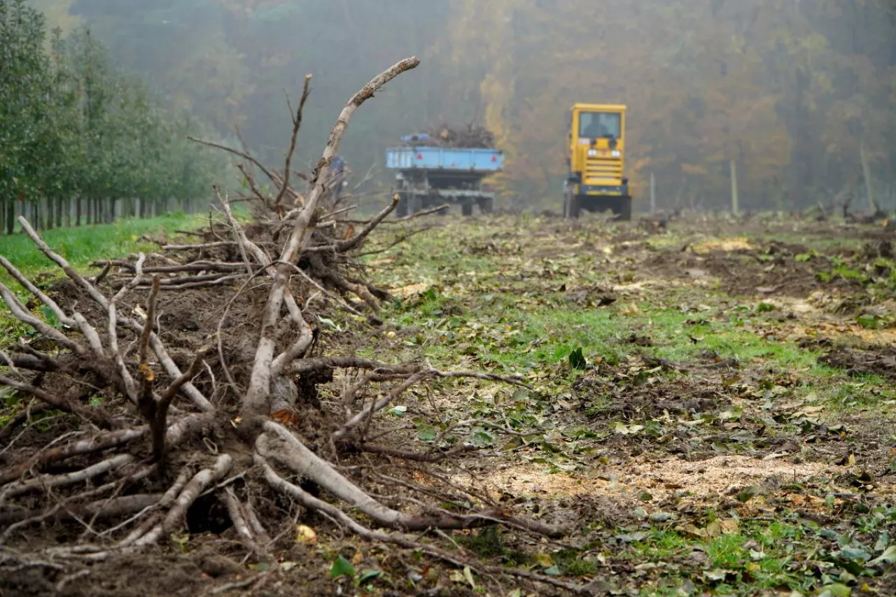 karczowanie sadu
