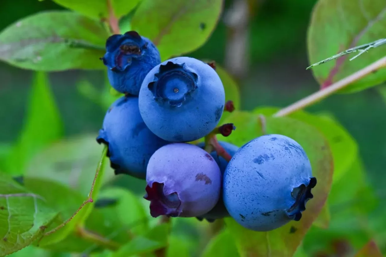 Kraje produkujące 10000 ton borówek lub więcej. Źródło: USDA